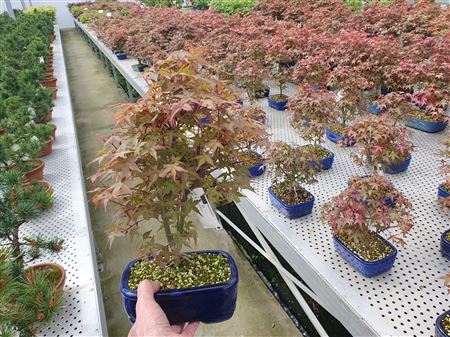Acer Palmatum Deshojo,