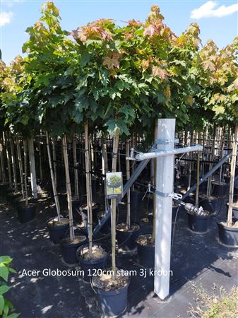 Acer Plat Globosum On Stem