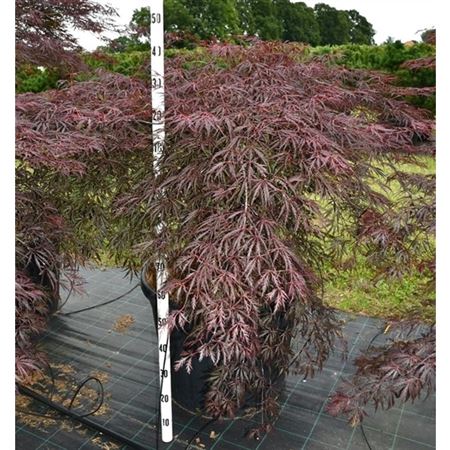 Acer Palm Inaba-shidare