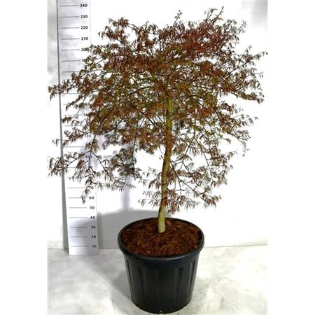 Acer Palm Inaba-shidare On Stem