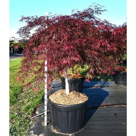 Acer Palm Inaba-shidare