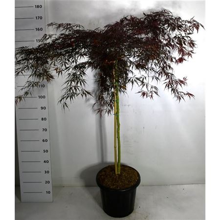 Acer Palm Inaba-shidare On Stem