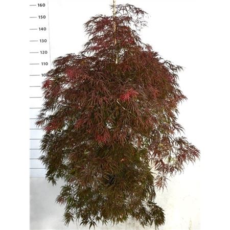 Acer Palm Inaba-shidare