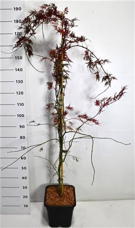 Acer Palm Inaba-shidare