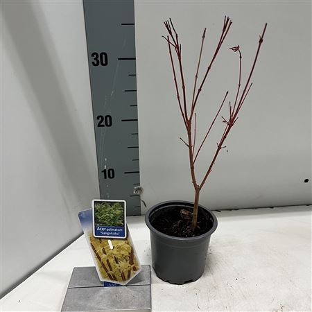 Acer Palm Sangokaku