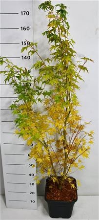 Acer Palm Sangokaku