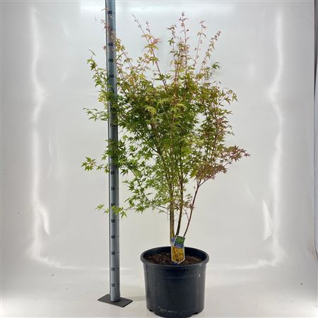 Acer Palm Sangokaku