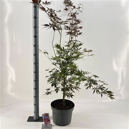 Acer Palm Sumi-nagashi