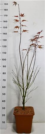 Acer Palm Sumi-nagashi