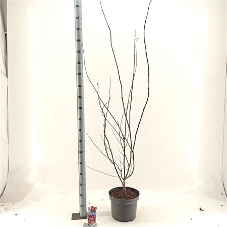 Acer Palm Trompenburg