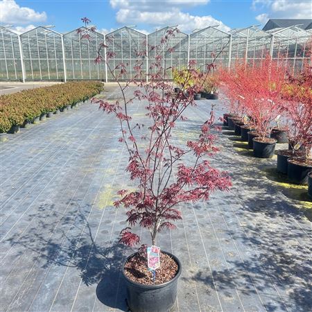 Acer Palm Trompenburg