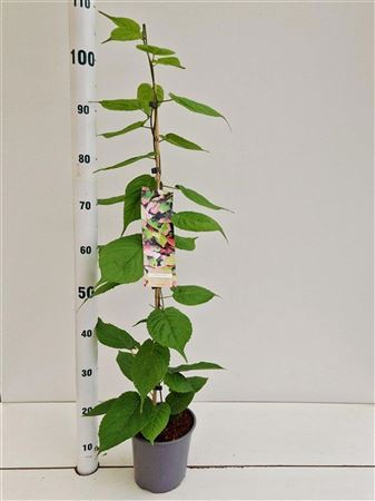 Actinidia Kolomikta