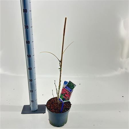 Albizia Julibrissin Ombrella