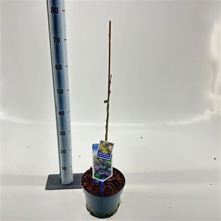 Albizia Julibrissin Summer Chocolate