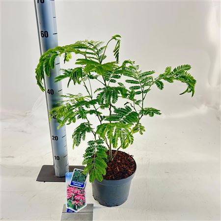 Albizia Julibrissin Ombrella