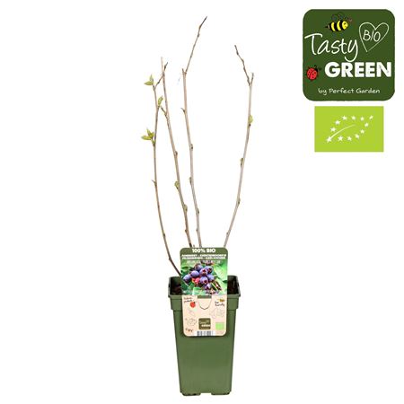 Amelanchier Spicata Bio