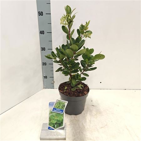 Arbutus Unedo Peace & Love