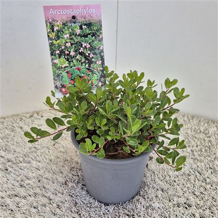 Arctostaphylos Uva-ursi