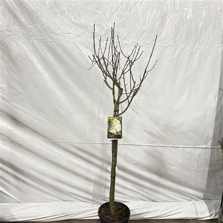 Aronia Prunifolia Viking On Stem