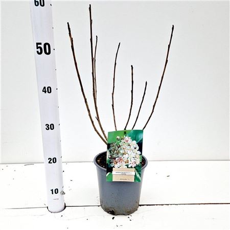 Aronia Prunifolia Viking