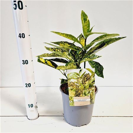 Aucuba Jap Crotonifolia