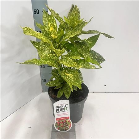 Aucuba Jap Variegata