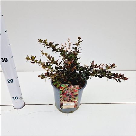 Berberis Media Red Jewel