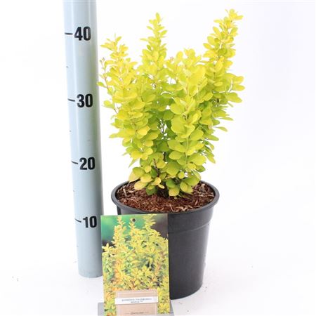 Berberis Thunb. Maria
