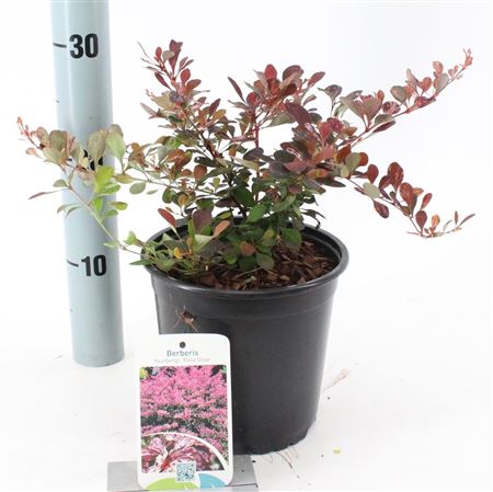 Berberis Thunb Rose Glow