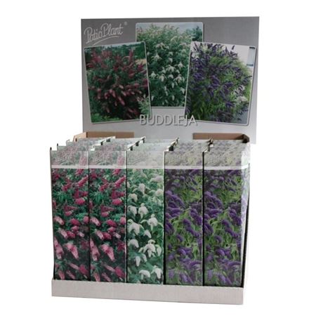 Buddleja Davidii Mix