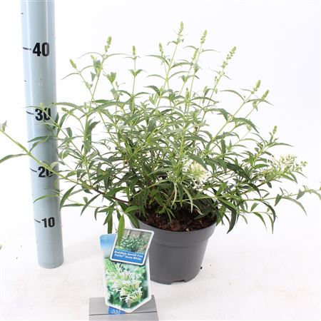 Buddleja Dav Free Petite Snow White
