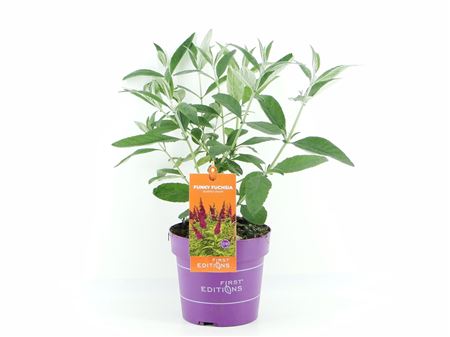 Buddleja Dav Trippy Pink