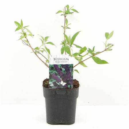 Buddleja Dav Black Knight