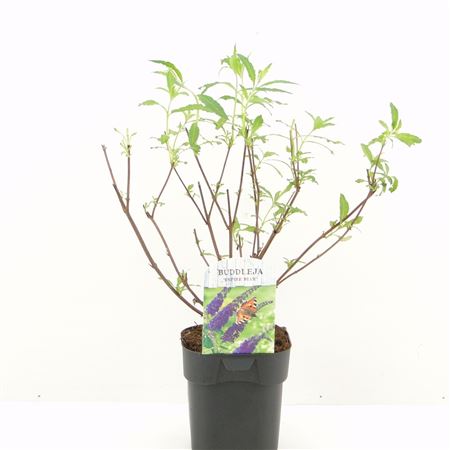 Buddleja Dav Empire Blue