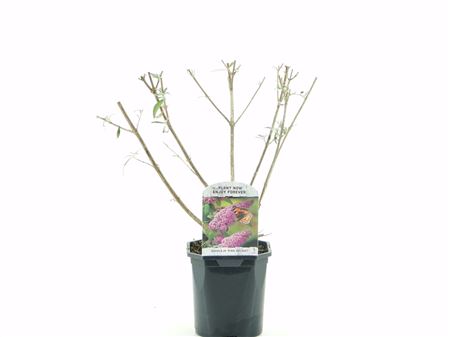Buddleja Dav Pink Delight