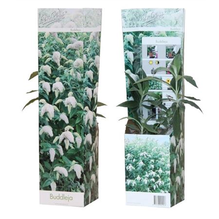 Buddleja White Profusion