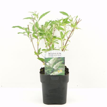 Buddleja Dav White Profusion