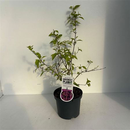 Callicarpa Bodinieri Profusion