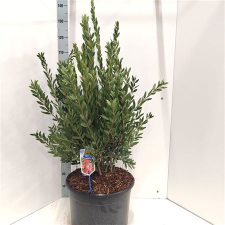 Callistemon Viminalis Inferno