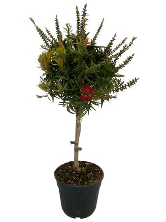 Callistemon Captain Cook On Stem