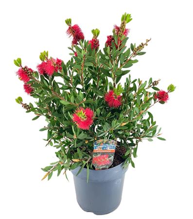 Callistemon Laevis Bush
