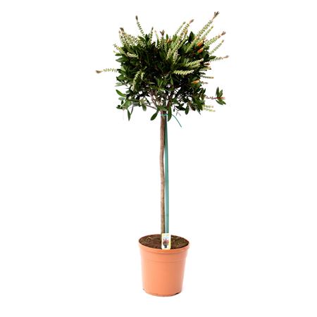 Callistemon Citrinus On Stem