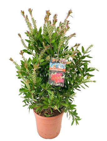 Callistemon Laevis Bush