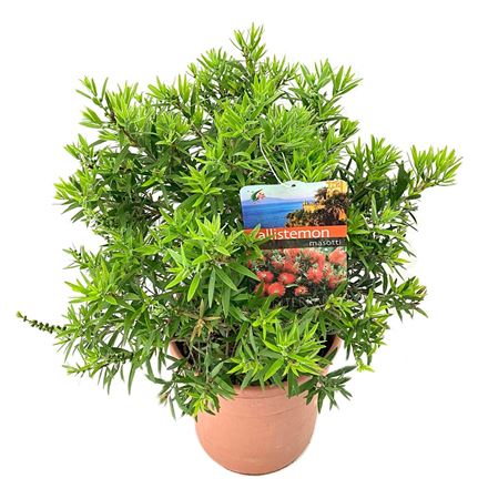 Callistemon Masotti