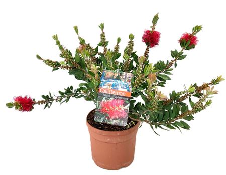 Callistemon Laevis Bush