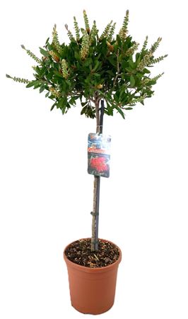 Callistemon Laevis On Stem