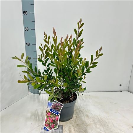 Callistemon Viminalis Hot Pink