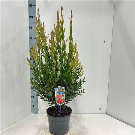 Callistemon Viminalis Inferno