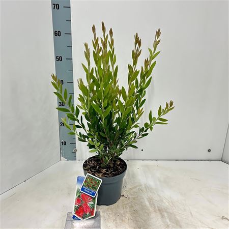 Callistemon Viminalis Inferno