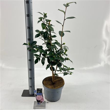 Камелия Jap Nuccio's Pearl